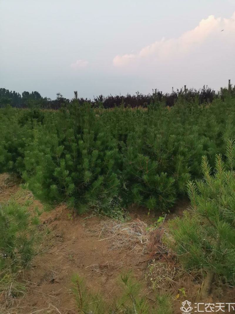 白皮松一级二级