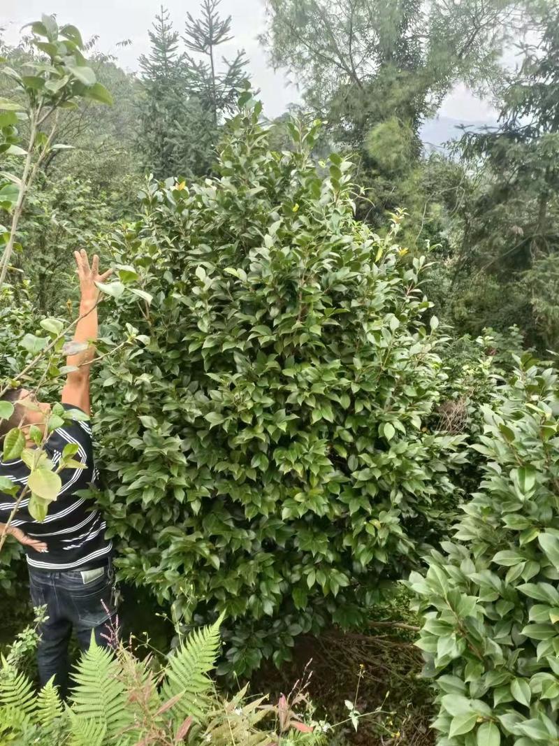 四川宜宾茶花树基地四季常青庭院种植绿化工程苗