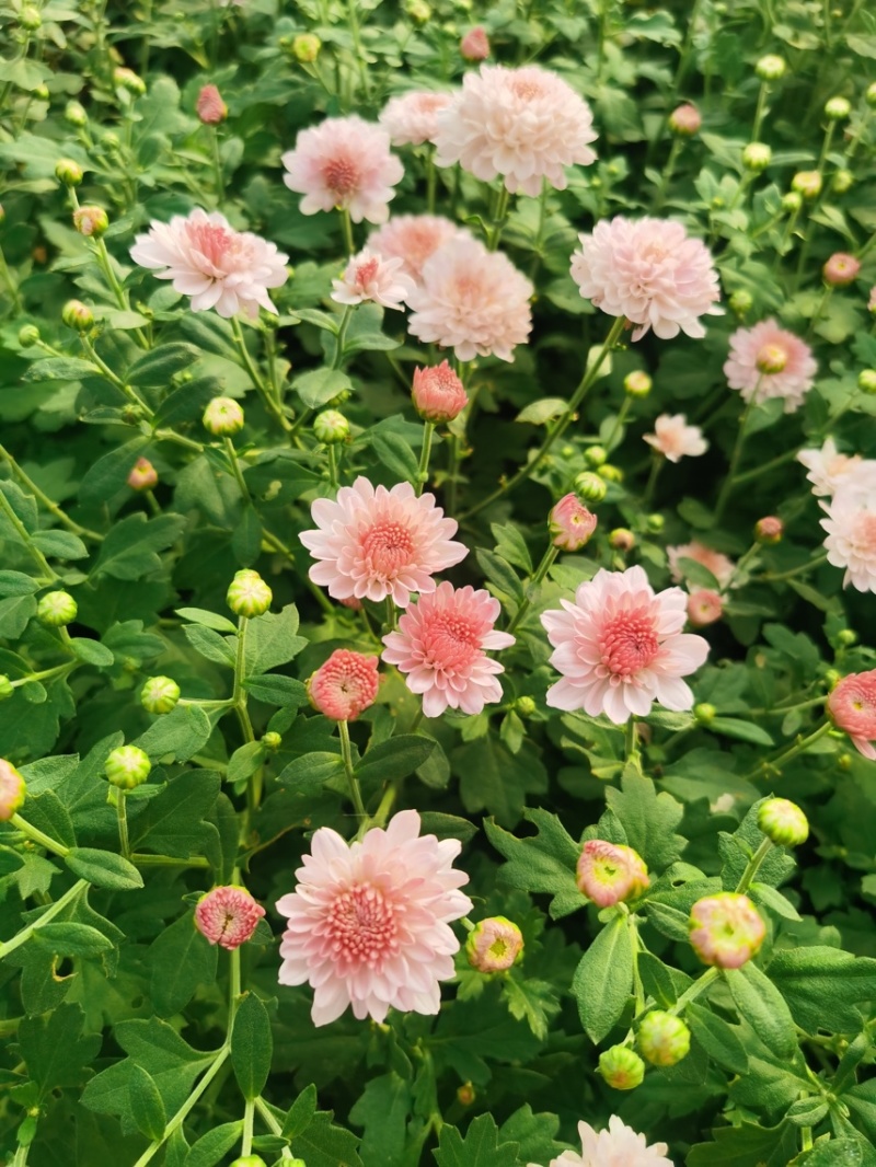 北京夏菊产地直销，量大价优，一手货源欢迎采购