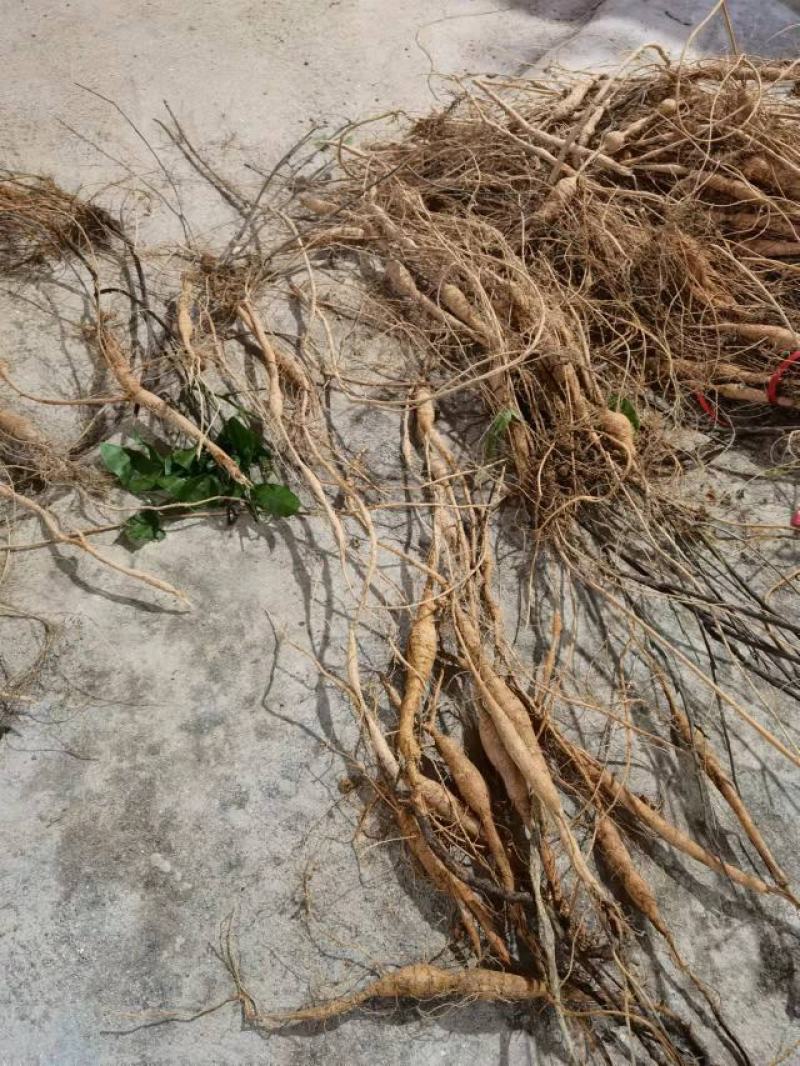 高产易成活牛大力苗，包回收包结薯，包技术。
