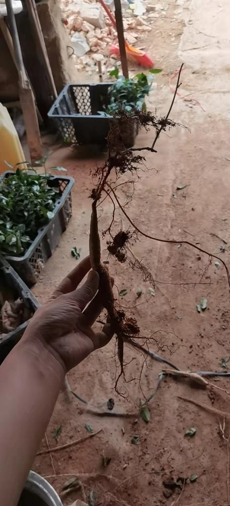 高产易成活牛大力苗，包回收包结薯，包技术。