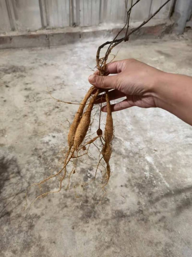 高产易成活牛大力苗，包回收包结薯，包技术。