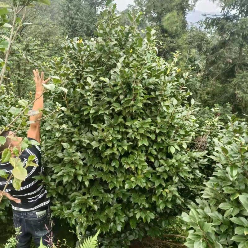 四川宜宾茶花树基地四季常青庭院种植绿化工程苗