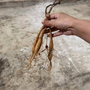 高产易成活牛大力苗，包回收包结薯，包技术。