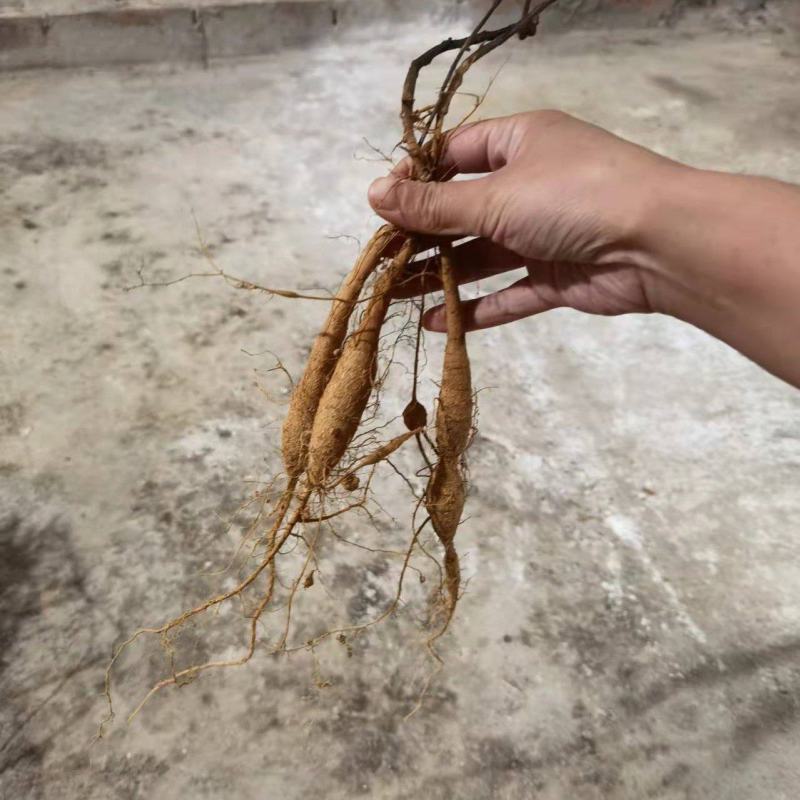 高产易成活牛大力苗，包回收包结薯，包技术。