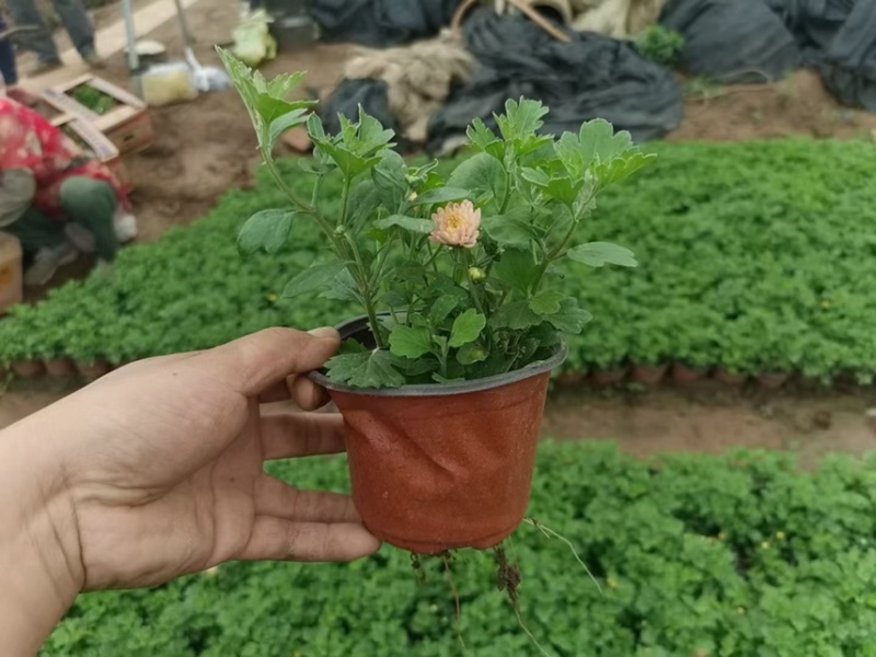 北京夏菊产地直销，量大价优，一手货源欢迎采购
