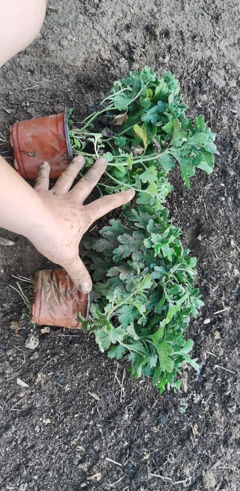 北京夏菊产地直销，量大价优，一手货源欢迎采购