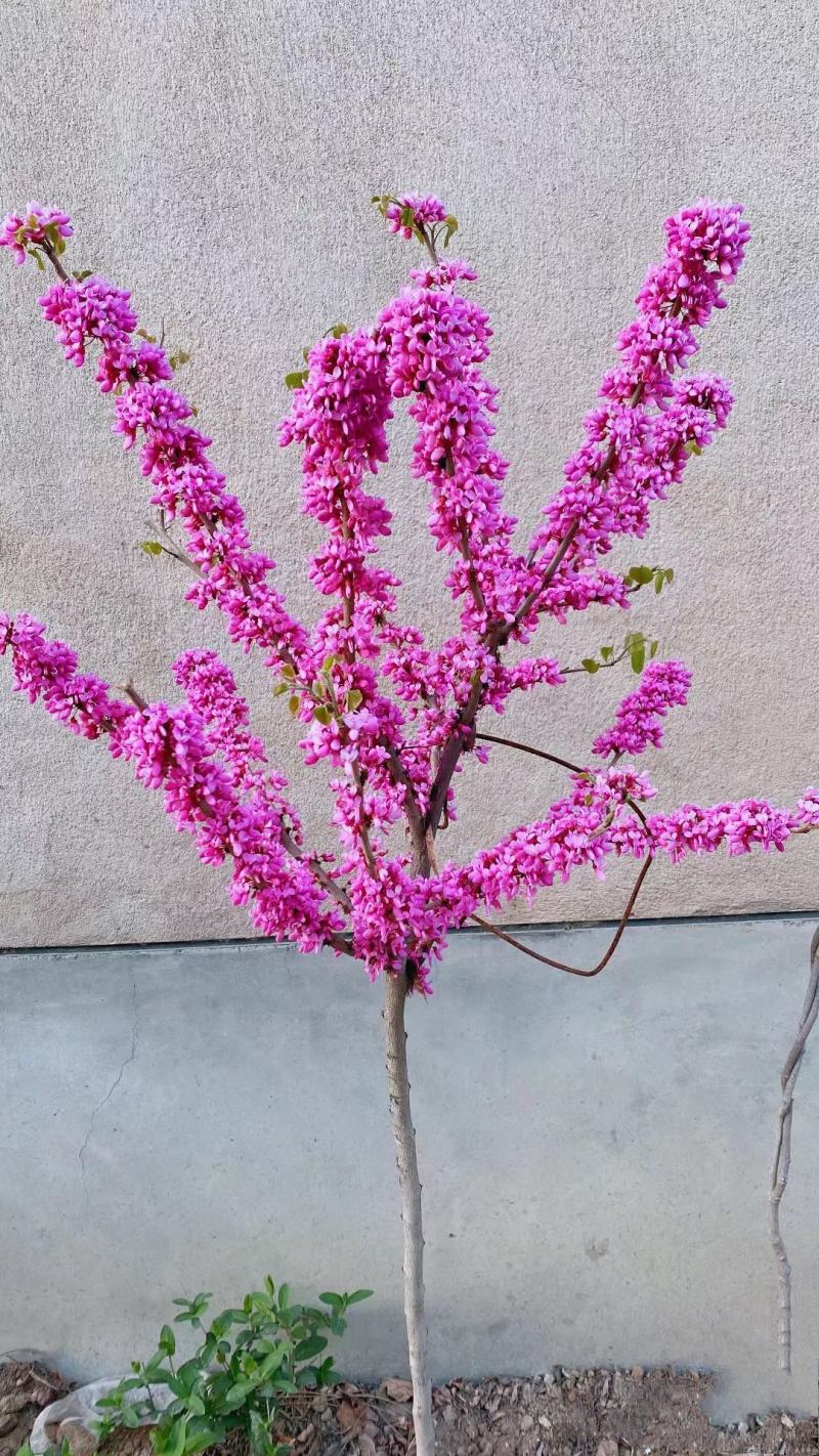 精品树状紫荆，，，，