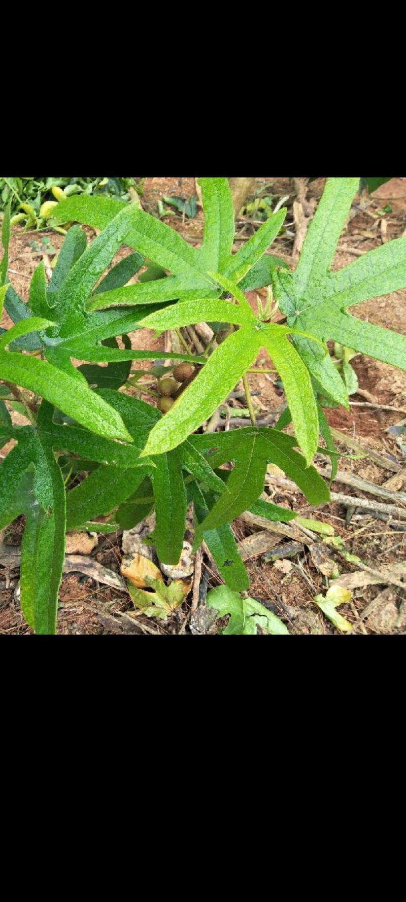 广西五指毛桃苗高产苗，易打理易成活。可种植于，野外山坡等