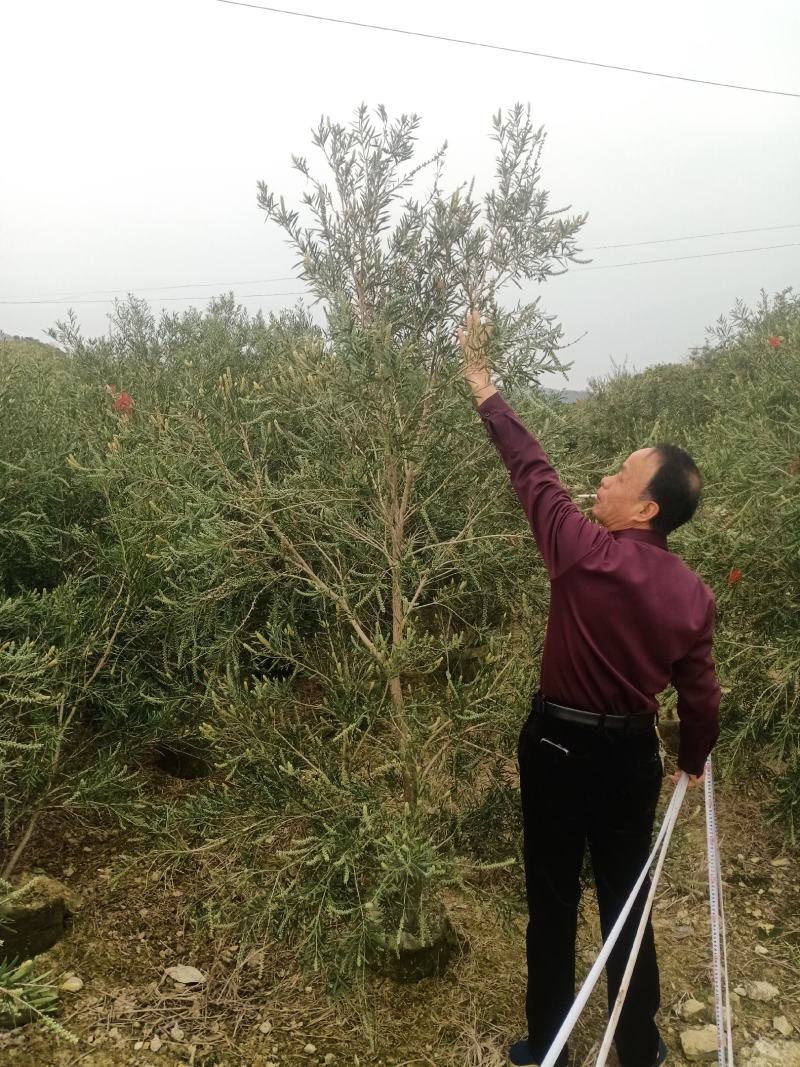 福建省漳州市供应绿化庭院设计，红千层。产地直销价大小规格