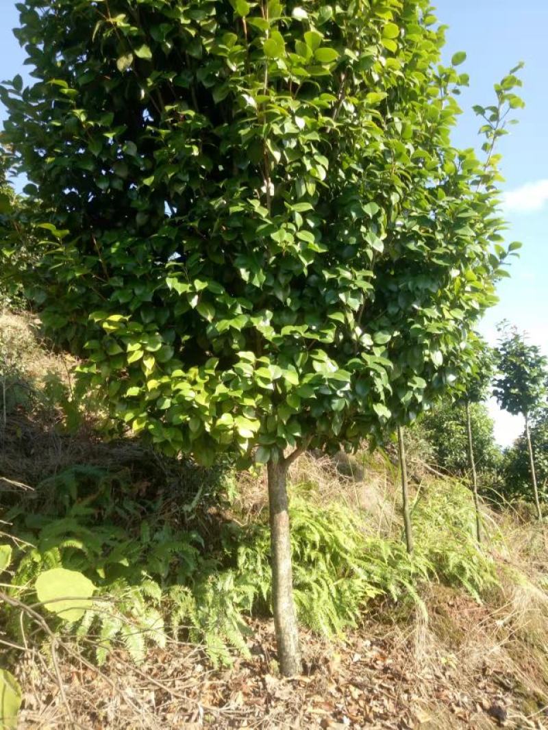 【荐】茶花高分枝茶花十八学仕四级茶花高杆茶花基地直发