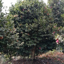 茶花、山茶花、常绿灌木重瓣茶花基地直发量大详谈