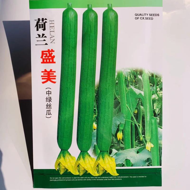荷兰盛美丝瓜种子中绿丝瓜叶片小拔节短特长丝瓜种子香丝瓜