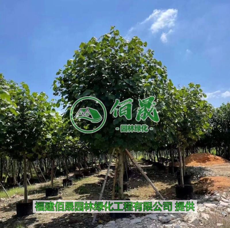 漳州黄槿批发价格、福建大量供应黄槿、黄槿种植基地。