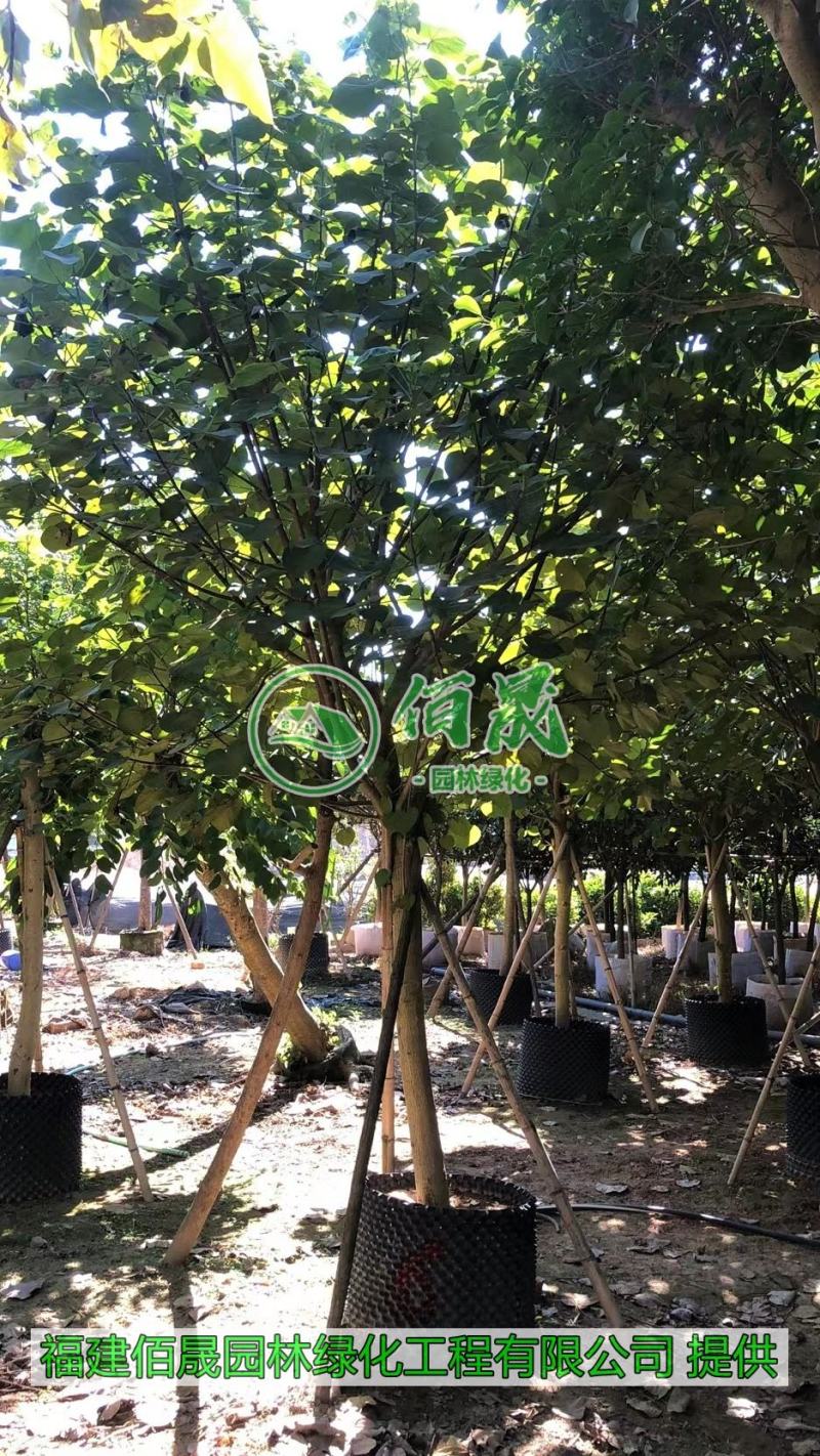 漳州黄槿批发价格、福建大量供应黄槿、黄槿种植基地。