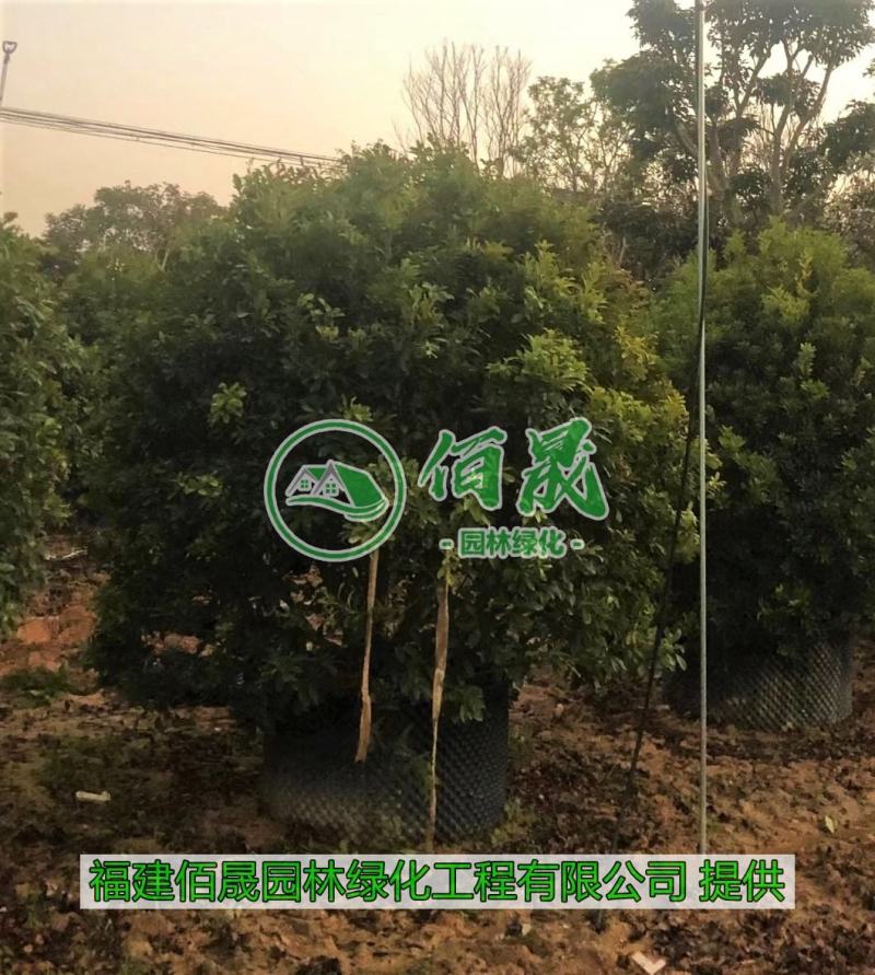 漳州杨梅批发价格、福建大量供应水果苗、杨梅种植基地