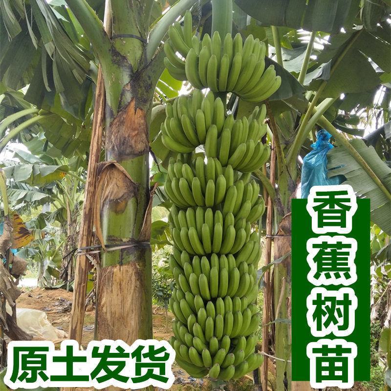 中焦九号香蕉苗红香蕉苗矮化盆栽庭院当年结果一棵200斤
