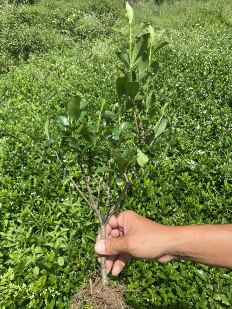 红花继木/绿化苗木基地/工程苗木/色块小苗