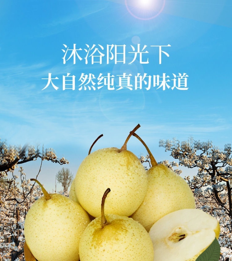 预售河北水晶鸭梨冷库直发规格齐全货好价低质量有保证速联系