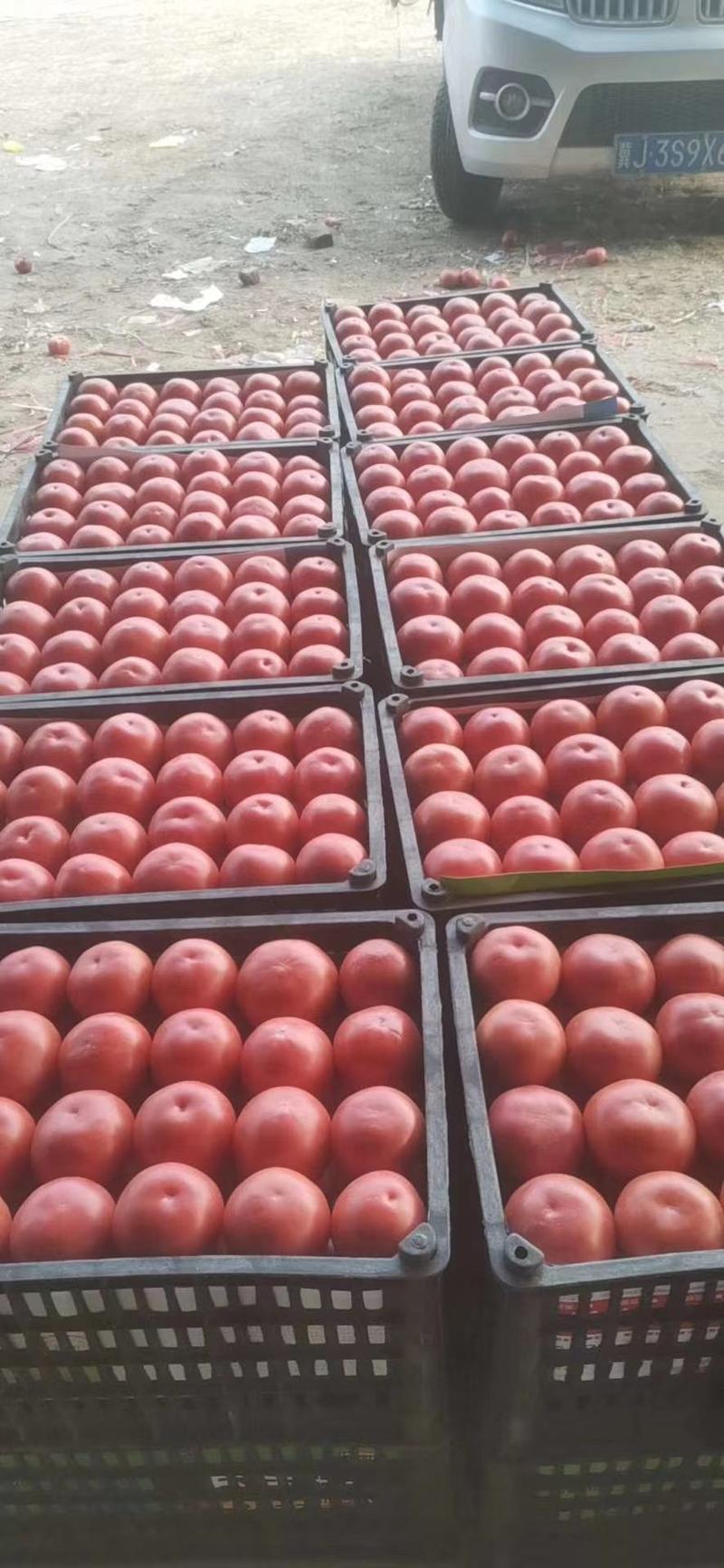 西红柿，粉西红柿，河北西红柿，颜色好口感佳耐运输代发全国