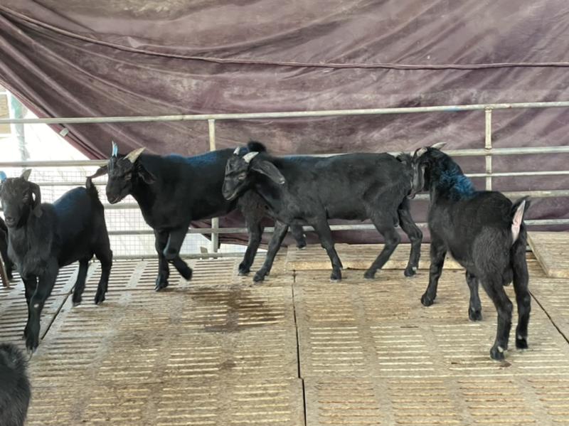 售后保障努比亚黑山羊纯种大量出售十只送一只公羊包运输