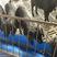 售后保障努比亚黑山羊纯种大量出售十只送一只公羊包运输