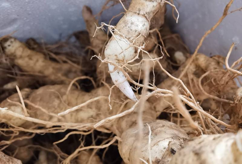 伏牛山新鲜鸡头黄精种芽现挖现发黄精种苗黄精种子批发