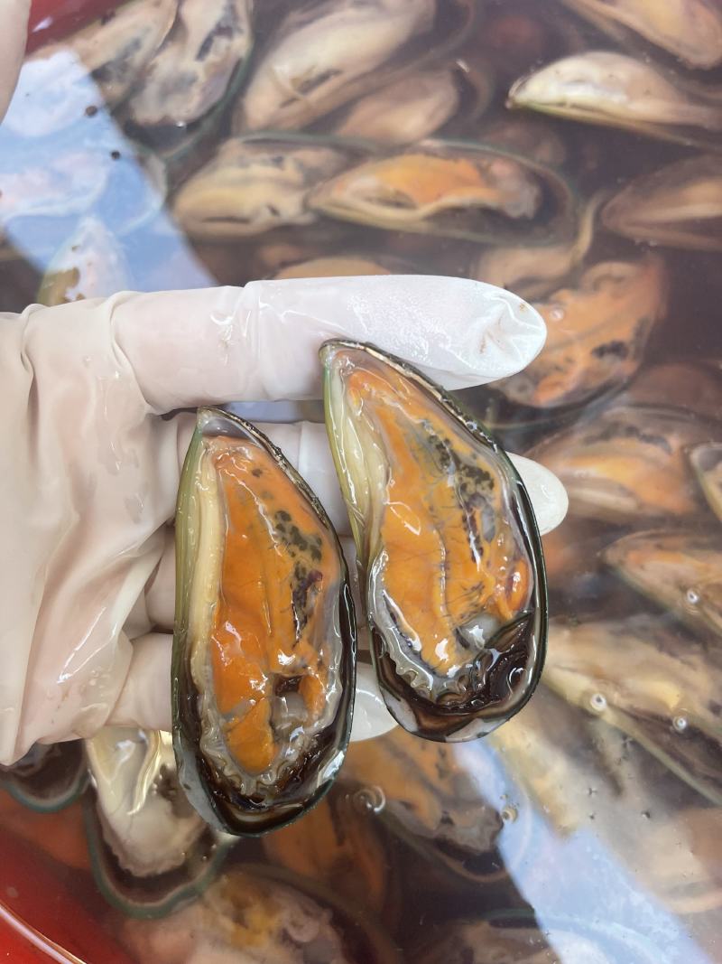 青口贝，适合烧烤清蒸，可支持半壳加工服务，一件代发