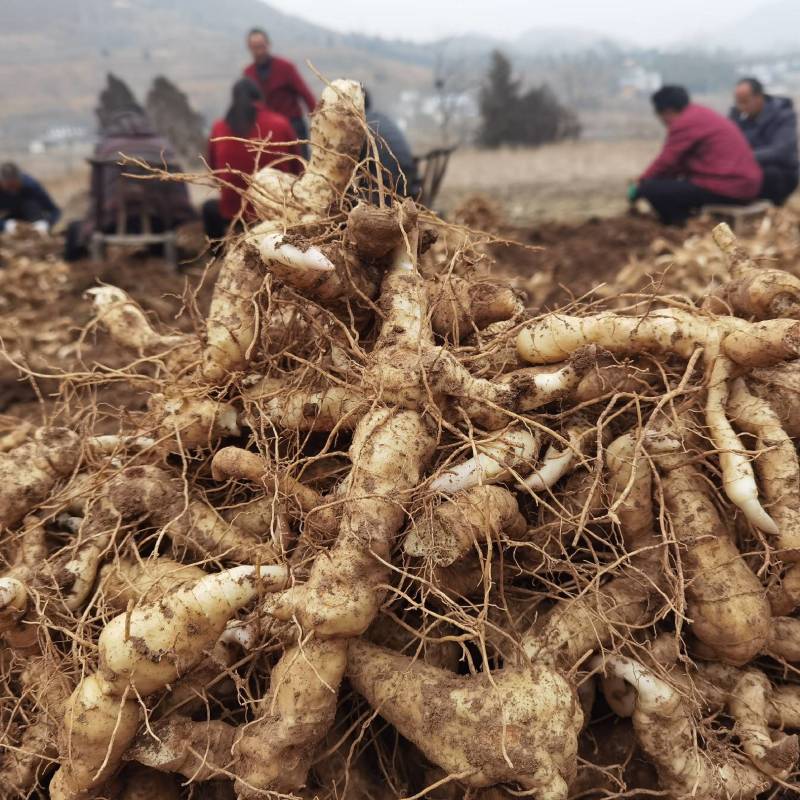 伏牛山新鲜鸡头黄精种芽现挖现发黄精种苗黄精种子批发