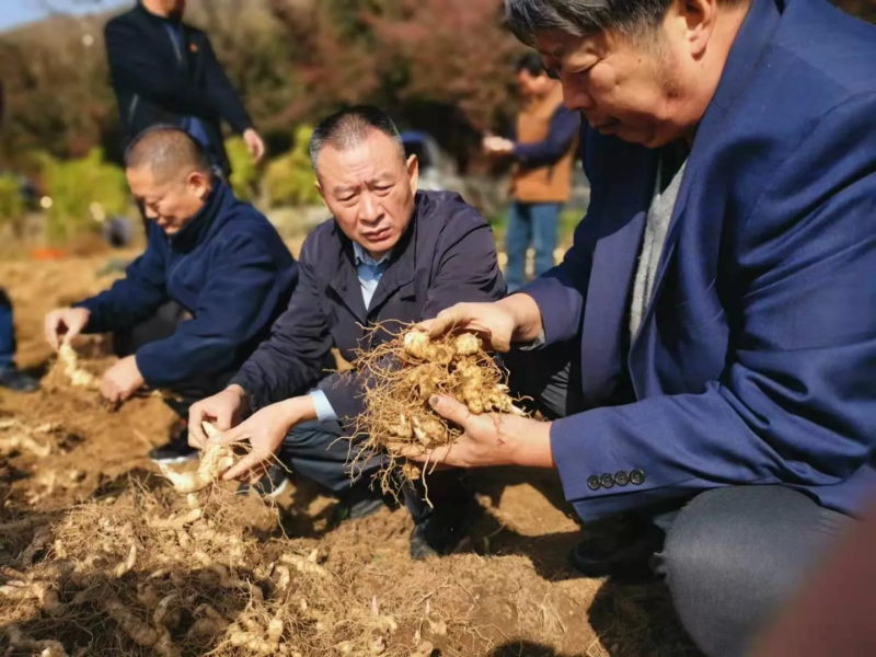 伏牛山新鲜鸡头黄精种芽现挖现发黄精种苗黄精种子批发