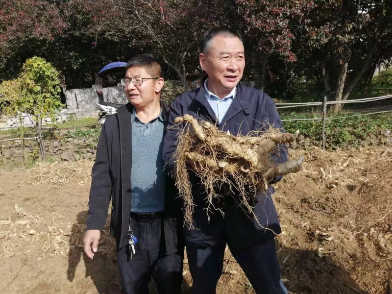 伏牛山新鲜鸡头黄精种芽现挖现发黄精种苗黄精种子批发