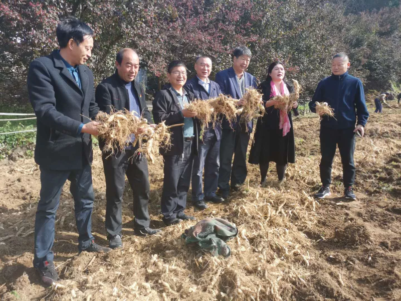 伏牛山新鲜鸡头黄精种芽现挖现发黄精种苗黄精种子批发