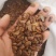 软枣种子.君迁子种籽全新货出售产地加工直销全国各地