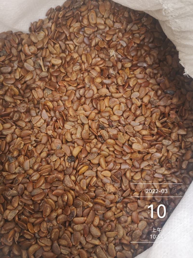 软枣种子.君迁子种籽全新货出售产地加工直销全国各地