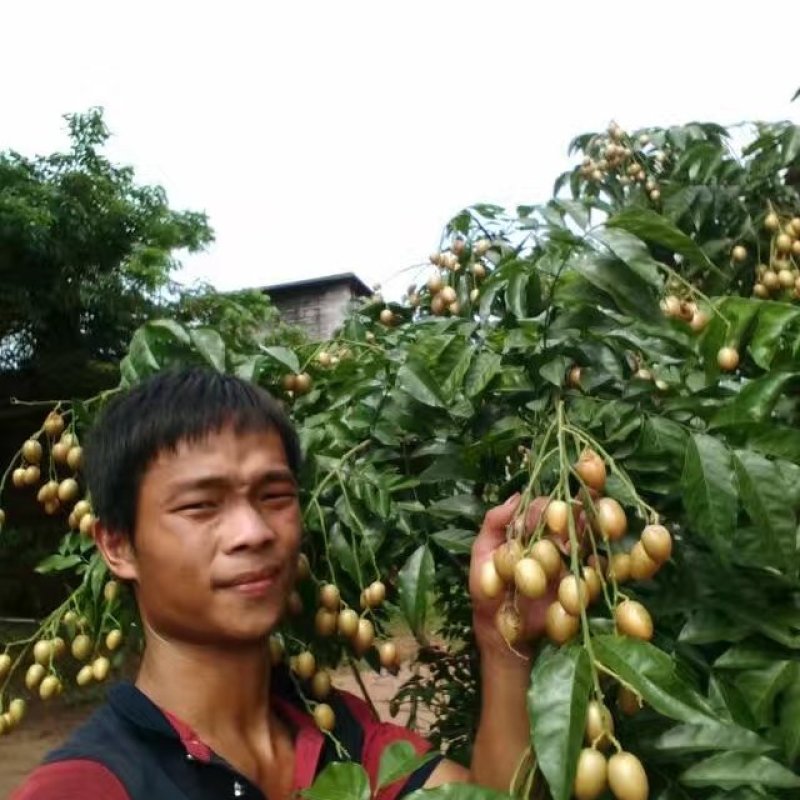 鸡心黄皮果苗黑黄皮贵妃黄皮苗货量充足量大从优诚信经营