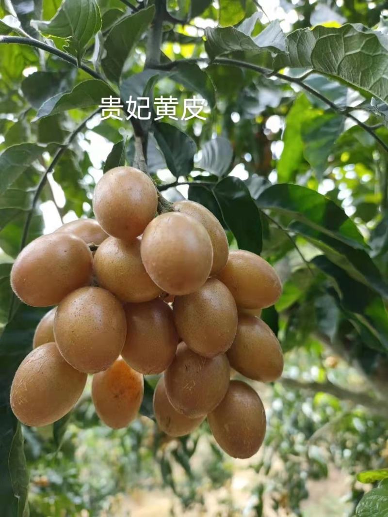 鸡心黄皮果苗黑黄皮贵妃黄皮苗货量充足量大从优诚信经营