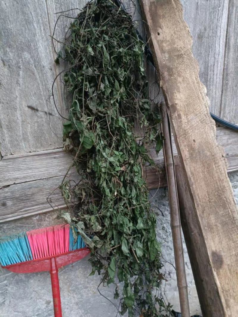 三叶青藤干货及鲜货，一手货源，量大优惠。