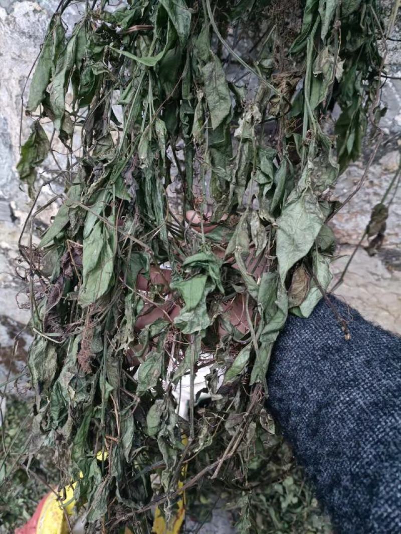 三叶青藤干货及鲜货，一手货源，量大优惠。