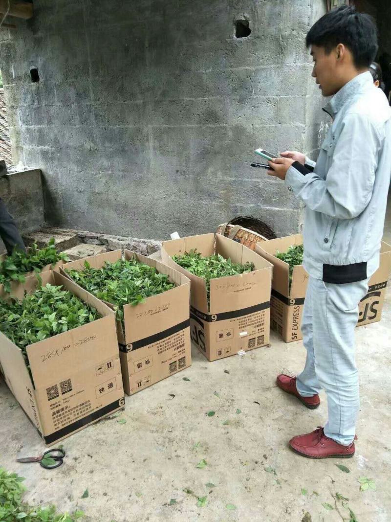 三叶青藤干货及鲜货，一手货源，量大优惠。