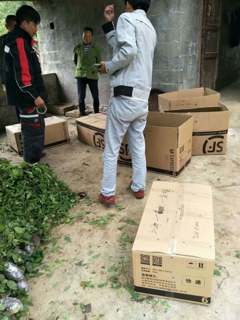 三叶青藤干货及鲜货，一手货源，量大优惠。
