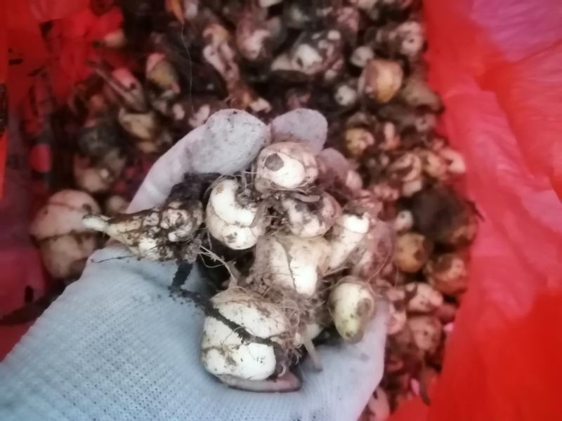 毛慈菇鲜货纯野生毛慈菇野生中药材需要的老板联系