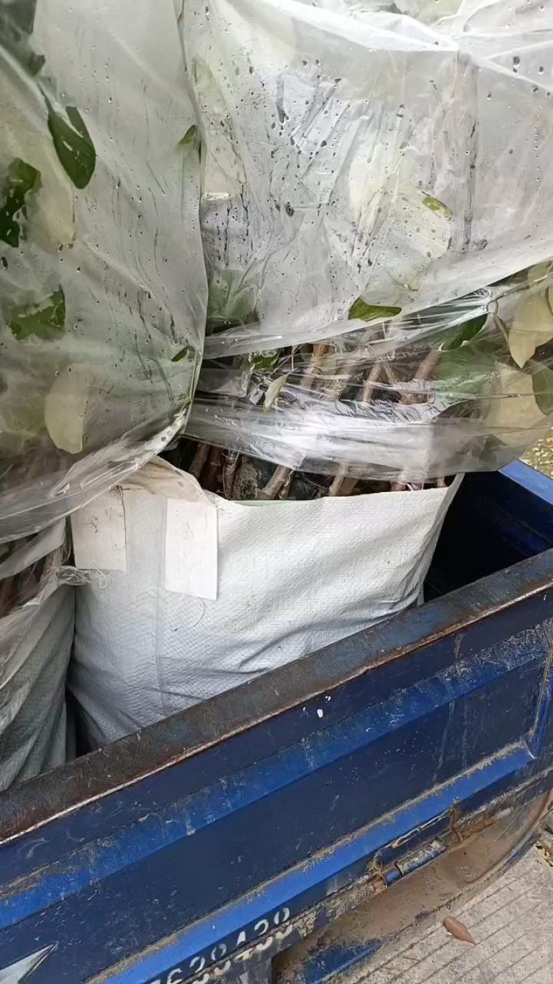 青枣苗嫁接小袋，根系发达，放心苗…量大价优…品质优