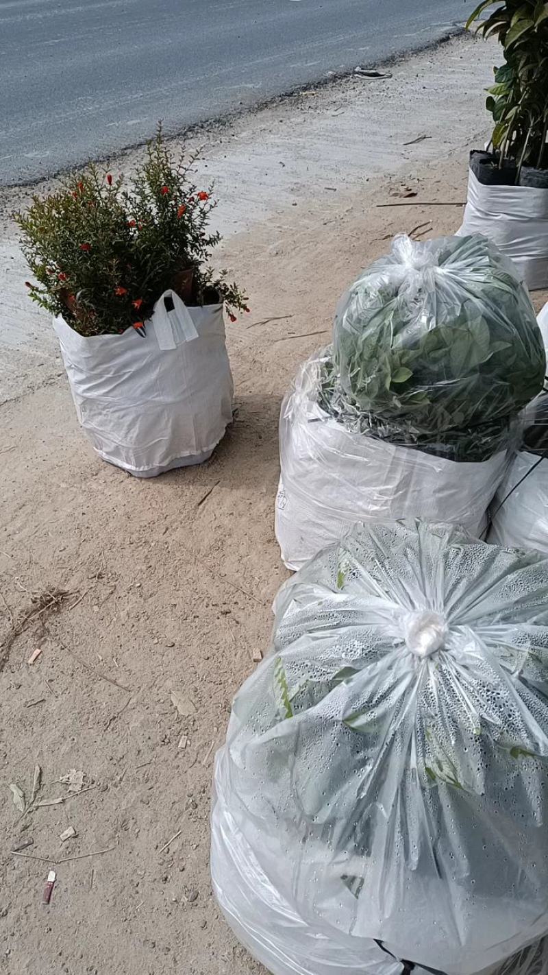 青枣苗嫁接小袋，根系发达，放心苗…量大价优…品质优
