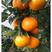 明日见，柑橘苗，品种糖度在百分之二十左右，成熟期为一月份