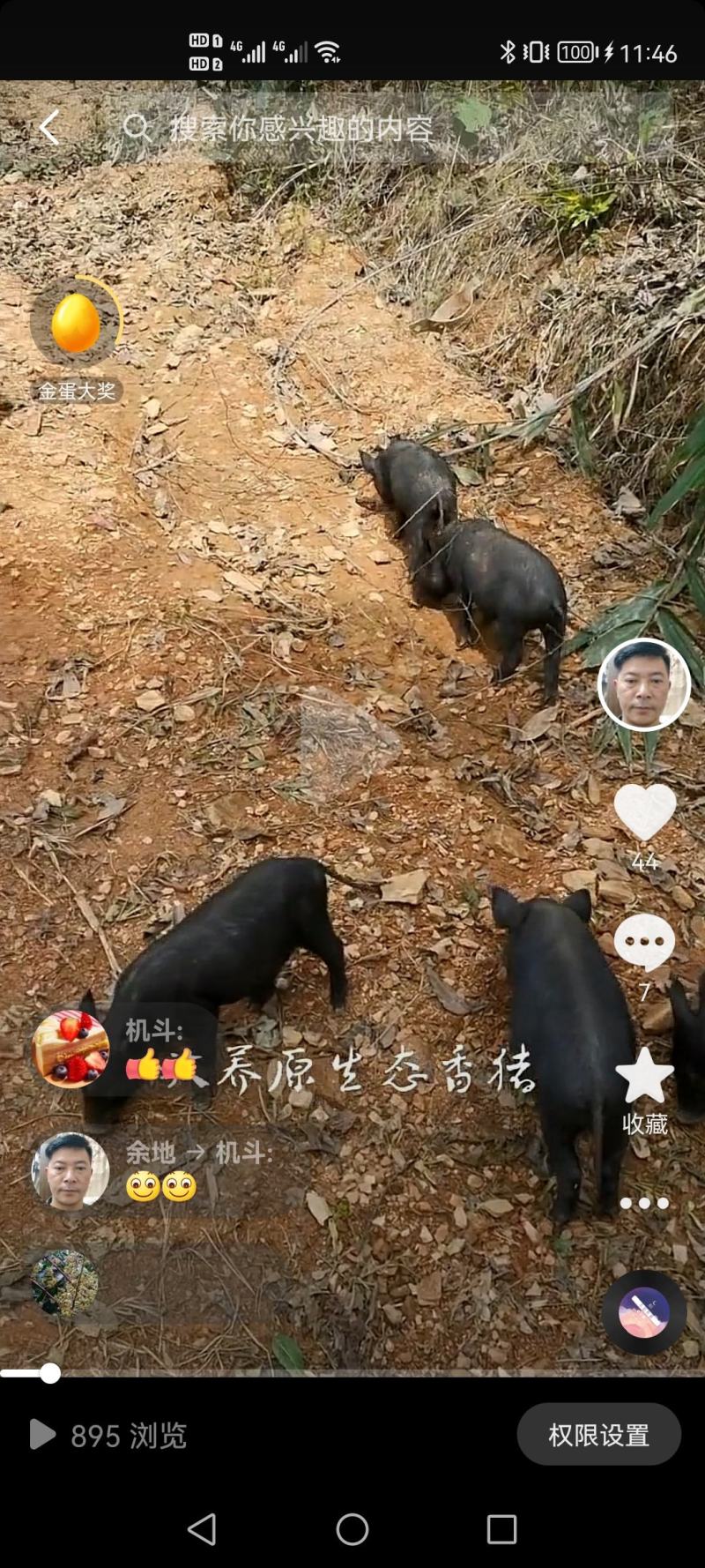 本地香猪