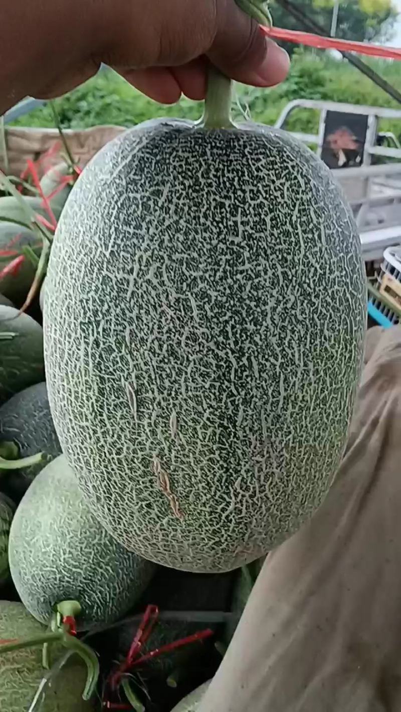 （基地直供）西州蜜质量优价格美动人只要需要就能满足，量大