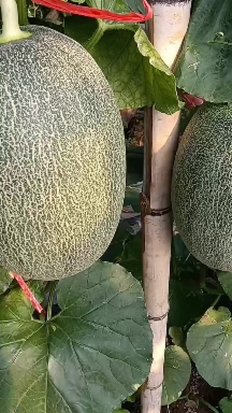 （基地直供）西州蜜质量优价格美动人只要需要就能满足，量大
