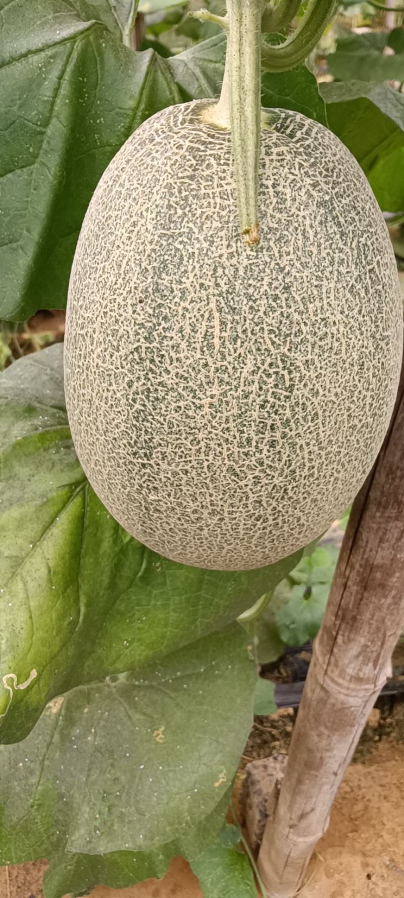 （基地直供）西州蜜质量优价格美动人只要需要就能满足，量大