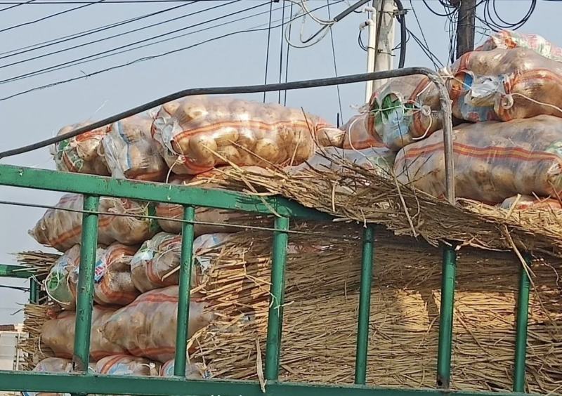 辽宁精品土豆黄皮黄心土产地直发货量充足供全国市场