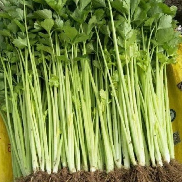 天然新鲜芹菜长期供应量大优惠